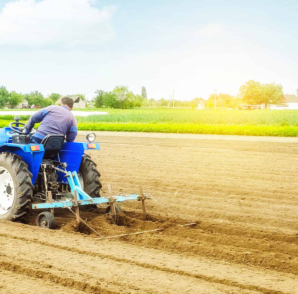 Farmer on a tractor making ridges and mounds rows on a farm field. Marking the area under planting. Soil preparation. Farming agribusiness. Agricultural industry. Growing vegetables food plants.