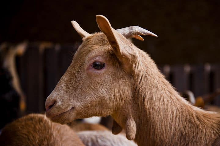Benefits of using goat milk products