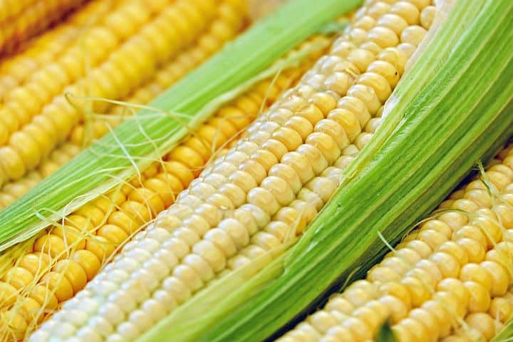 Corn or maize 