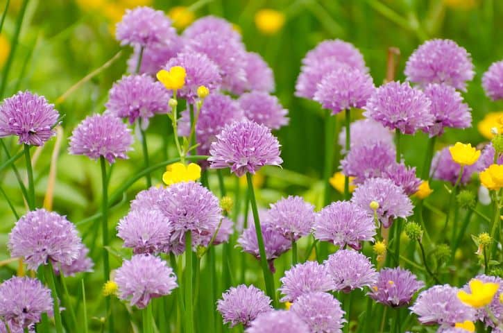 Chives plants
