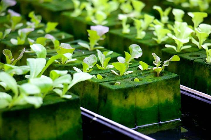 benefits of hydroponic garden