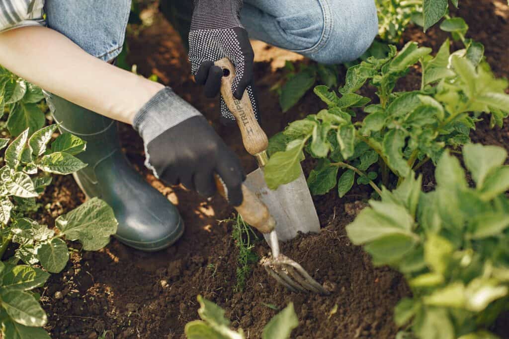 Garden gloves and spade