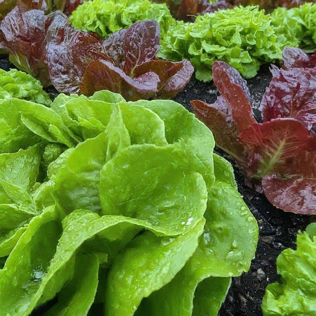 Lettuce Garden