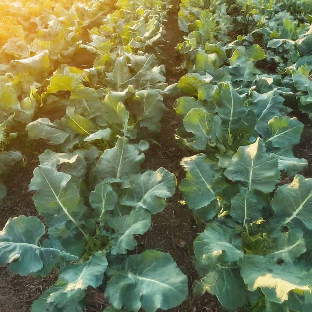 Broccoli Garden