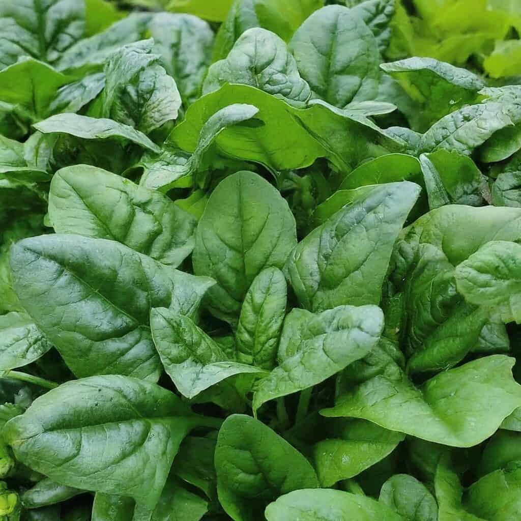 Spinach Garden