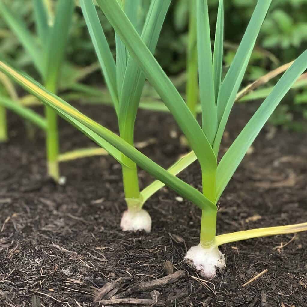 Garlic Garden