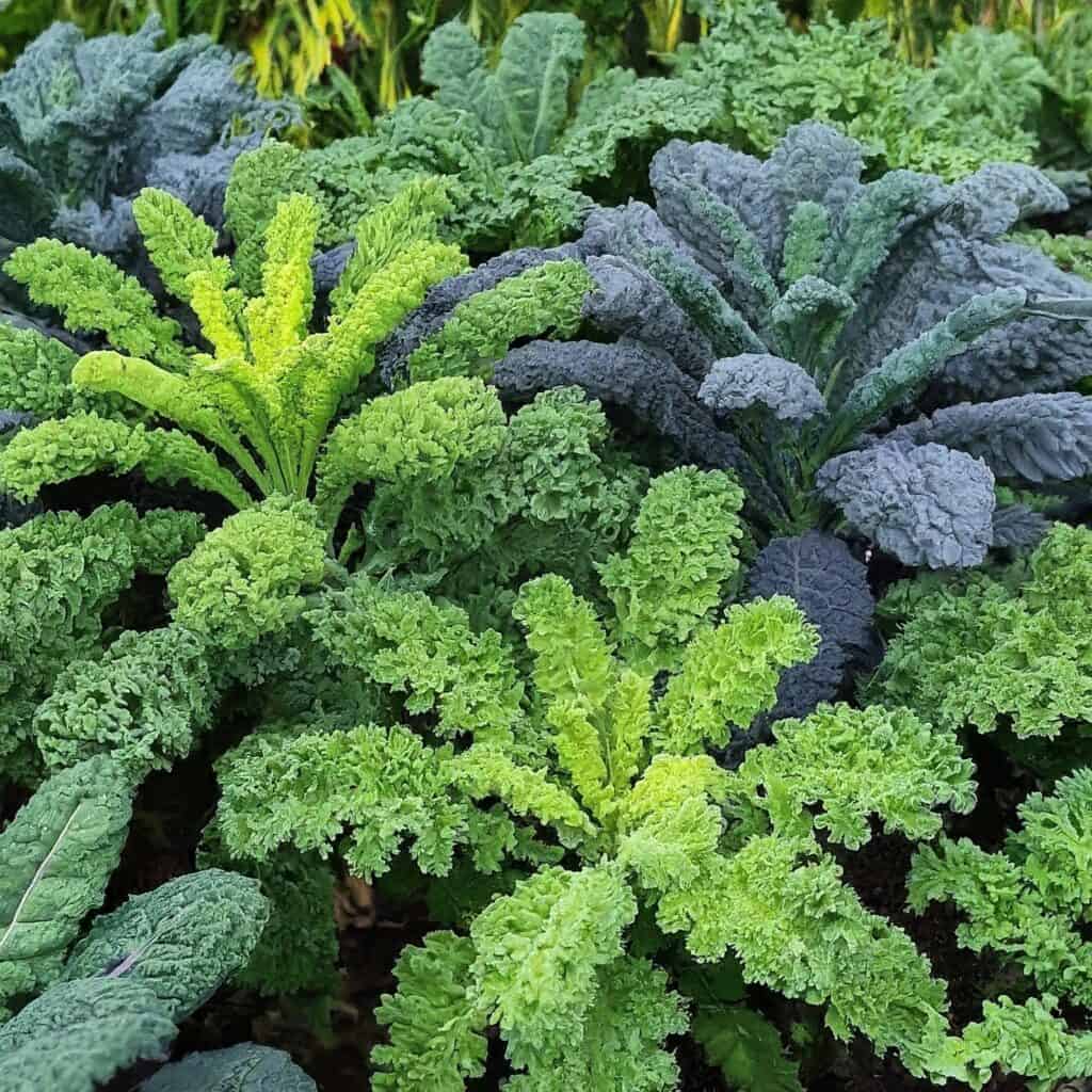 Kale Garden