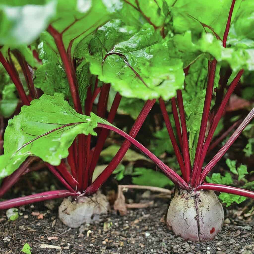 Beet Garden