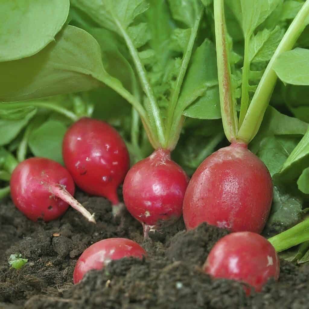 Radish Garden