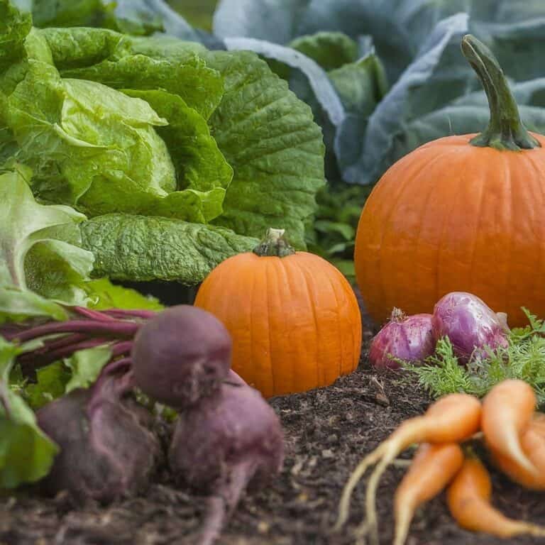 What to Grow in October: A Comprehensive Guide to Fall Planting