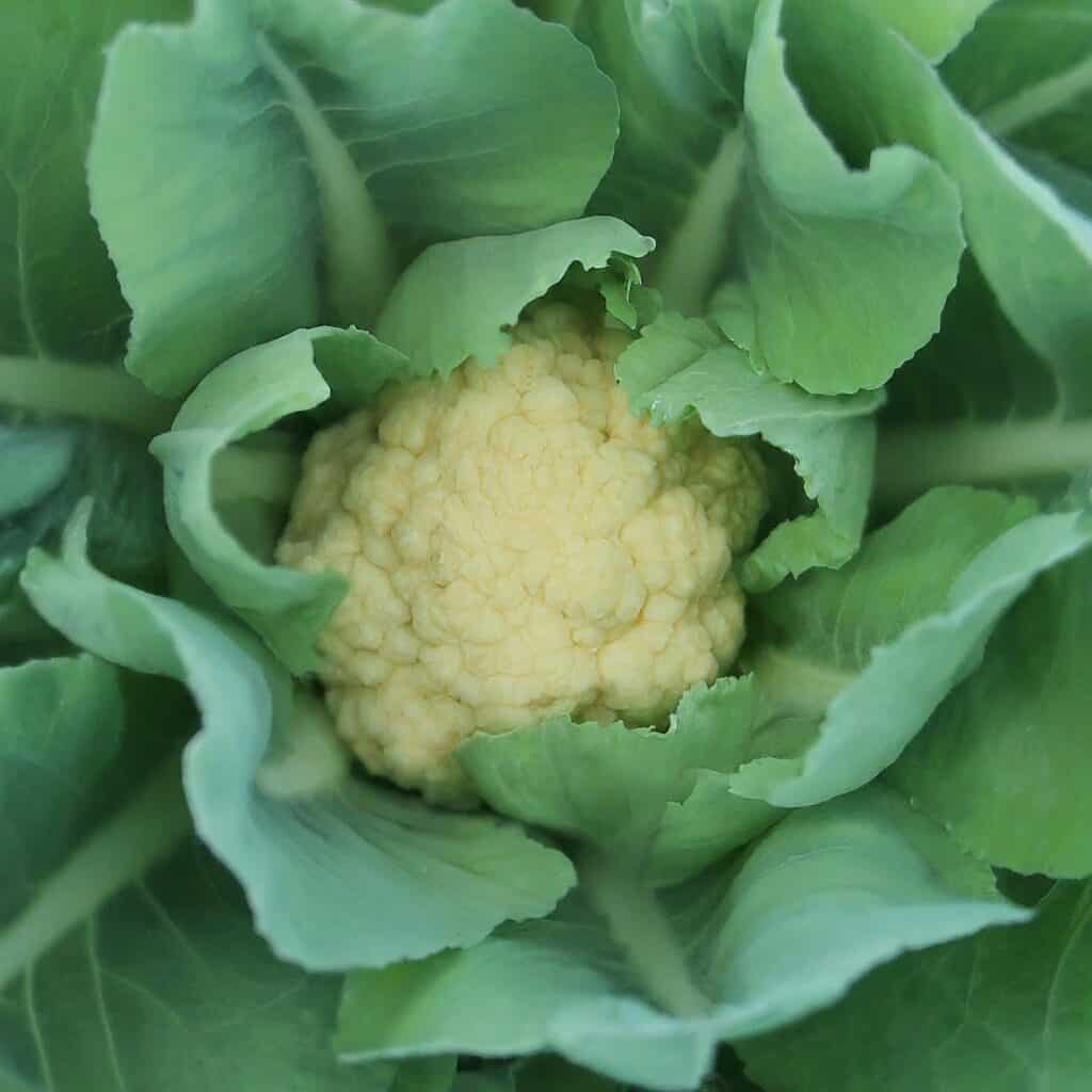 Cauliflower Garden